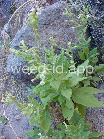 tobacco, desert